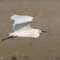 Little_Egret-160819-103EOS1D-F1X26219-W.jpg