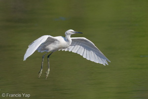 Little Egret-200830-117MSDCF-FYP00015-W.jpg (4294 visits) Little Egret at Sungei Buloh Wetland Reserve Little Egret-200830-117MSDCF-FYP00015-W.jpg