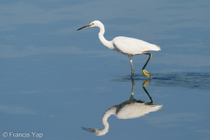 Little Egret-200830-117MSDCF-FYP00302-W.jpg (4449 visits) Little Egret at Sungei Buloh Wetland Reserve Little Egret-200830-117MSDCF-FYP00302-W.jpg