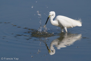 Little Egret-200830-117MSDCF-FYP00357-W.jpg (4457 visits) Little Egret at Sungei Buloh Wetland Reserve Little Egret-200830-117MSDCF-FYP00357-W.jpg