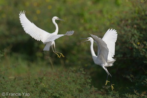 Little Egret-220115-136MSDCF-FRY01759-W.jpg (4394 visits) Little Egret at Marina East Drive Little Egret-220115-136MSDCF-FRY01759-W.jpg