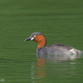 Little Grebe-101231-105EOS7D-IMG_3380-W.jpg