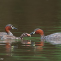 Little_Grebe-110227-100EOS1D-FYAP5092-W.jpg