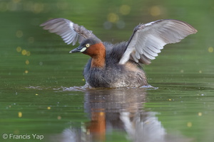 Little Grebe-121124-103EOS1D-FY1X9257-W.jpg