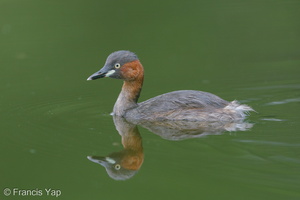 Little Grebe-171024-105ND500-FYP_2352-W.jpg