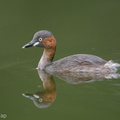 Little_Grebe-171024-105ND500-FYP_2352-W.jpg