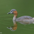 Little_Grebe-171024-105ND500-FYP_2358-W.jpg