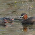 Little Grebe-251226-146FRYAP-FYA03988-W.jpg
