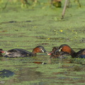 Little Grebe-251230-147FRYAP-FYA01288-W.jpg