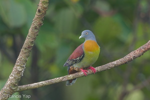 Little Green Pigeon-160316-124EOS1D-FY1X1687-W.jpg (4362 visits) Little Green Pigeon at Jelutong Tower Little Green Pigeon-160316-124EOS1D-FY1X1687-W.jpg