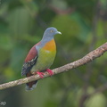 Little_Green_Pigeon-160316-124EOS1D-FY1X1728-W.jpg
