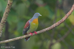 Little Green Pigeon-160316-124EOS1D-FY1X1746-W.jpg (4465 visits) Little Green Pigeon at Jelutong Tower Little Green Pigeon-160316-124EOS1D-FY1X1746-W.jpg