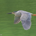 Little_Heron-170510-100ND500-FYP_0479-W.jpg