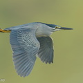 Little Heron-260331-168FRYAP-FYA03377-W.jpg