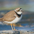 Little_Ringed_Plover-210213-130MSDCF-FYP07708-W.jpg