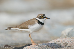 Little Ringed Plover-210213-131MSDCF-FYP01112-W.jpg