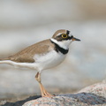 Little_Ringed_Plover-210213-131MSDCF-FYP01112-W.jpg
