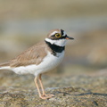 Little_Ringed_Plover-210214-131MSDCF-FYP01799-W.jpg