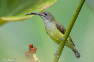 Little Spiderhunter-210103-105CANON-FY5R4393-W.jpg (4405 visits) Little Spiderhunter at Bukit Drive Little Spiderhunter-210103-105CANON-FY5R4393-W.jpg
