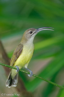 Little Spiderhunter-210130-129MSDCF-FYP07964-W.jpg (1320 visits) Little Spiderhunter at Bukit Drive Little Spiderhunter-210130-129MSDCF-FYP07964-W.jpg