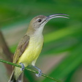 Little_Spiderhunter-210130-129MSDCF-FYP07964-W.jpg