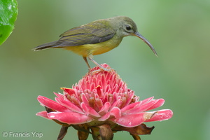 Little Spiderhunter-210704-116MSDCF-FRY00102-W.jpg (4570 visits) Little Spiderhunter at Thomson Nature Park Little Spiderhunter-210704-116MSDCF-FRY00102-W.jpg
