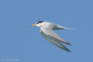 Little Tern-210425-108MSDCF-FRY08165-W.jpg (4574 visits) Little Tern at Singapore Strait Little Tern-210425-108MSDCF-FRY08165-W.jpg