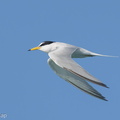 Little Tern-210425-108MSDCF-FRY08165-W.jpg