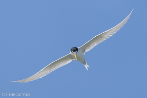 Little Tern-240503-226MSDCF-FYP09849-W.jpg (1977 visits) Little Tern at Chek Jawa, Pulau Ubin Little Tern-240503-226MSDCF-FYP09849-W.jpg