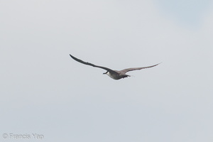 Long-tailed Jaeger-120513-111EOS1D-FYAP1138-W.jpg (4409 visits) Long-tailed Jaeger at Singapore Strait Long-tailed Jaeger-120513-111EOS1D-FYAP1138-W.jpg