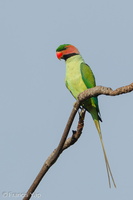Long-tailed Parakeet-110310-100EOS1D-FYAP8763-W.jpg (4517 visits) Long-tailed Parakeet at West Coast Park Long-tailed Parakeet-110310-100EOS1D-FYAP8763-W.jpg
