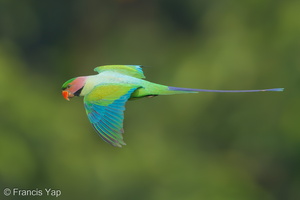 Long-tailed Parakeet-190626-118ND500-FYP_0202-W.jpg (4643 visits) Long-tailed Parakeet at Jelutong Tower Long-tailed Parakeet-190626-118ND500-FYP_0202-W.jpg