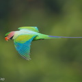 Long-tailed_Parakeet-190626-118ND500-FYP_0202-W.jpg