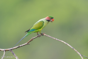 Long-tailed Parakeet-190705-118ND500-FYP_1390-W.jpg (4687 visits) Long-tailed Parakeet at Jelutong Tower Long-tailed Parakeet-190705-118ND500-FYP_1390-W.jpg