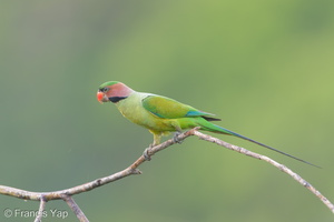 Long-tailed Parakeet-190705-118ND500-FYP_1431-W.jpg (4658 visits) Long-tailed Parakeet at Jelutong Tower Long-tailed Parakeet-190705-118ND500-FYP_1431-W.jpg