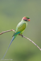 Long-tailed Parakeet-190705-118ND500-FYP_1629-W.jpg (4653 visits) Long-tailed Parakeet at Jelutong Tower Long-tailed Parakeet-190705-118ND500-FYP_1629-W.jpg