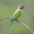 Long-tailed Parakeet-190705-118ND500-FYP_1629-W.jpg