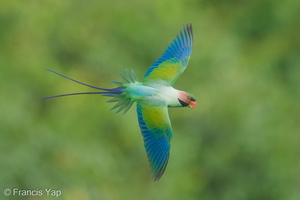 Long-tailed Parakeet-220610-148MSDCF-FYP04367-W.jpg (3639 visits) Long-tailed Parakeet at Jelutong Tower Long-tailed Parakeet-220610-148MSDCF-FYP04367-W.jpg