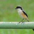 Long-tailed_Shrike-100509-100EOS7D-IMG_3233-W.jpg