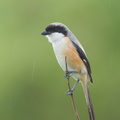 Long-tailed_Shrike-161226-108EOS1D-F1X20346-W.jpg