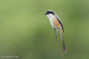 Long-tailed Shrike-161226-108EOS1D-F1X20363-W.jpg