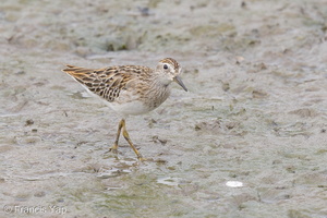 Long-toed Stint-120921-101EOS1D-FY1X7709-W.jpg