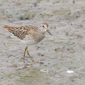 Long-toed_Stint-120921-101EOS1D-FY1X7709-W.jpg