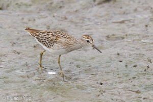 Long-toed Stint-120921-101EOS1D-FY1X7714-W.jpg (4379 visits) Long-toed Stint at Sungei Buloh Wetland Reserve Long-toed Stint-120921-101EOS1D-FY1X7714-W.jpg