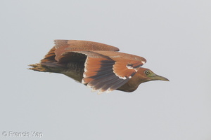 Malayan Night Heron-151218-101EOS5D-FY5S8038-W.jpg