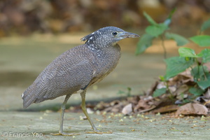 Malayan Night Heron-190417-116ND500-FYP_7830-W.jpg