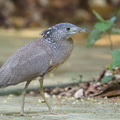 Malayan_Night_Heron-190417-116ND500-FYP_7830-W.jpg