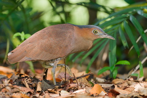Malayan Night Heron-191113-103MSDCF-FYP06483-W.jpg