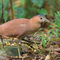 Malayan_Night_Heron-200209-111MSDCF-FYP08596-W.jpg