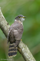 Malaysian Hawk-Cuckoo-130928-110EOS1D-FY1X3224-W.jpg